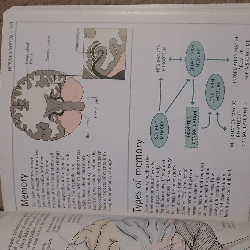 Human Body Book - Picture 3 of 8
